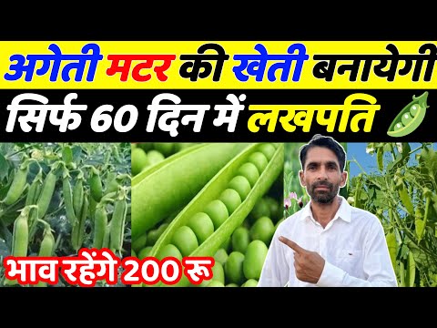 अगेती मटर की खेती कब और कैसे करें | Matar ki kheti kaise kare | Matar ki kheti | Pea farming | Kheti