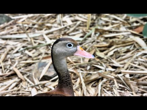 Lovely Duck Relaxing