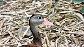 Lovely Duck Relaxing
