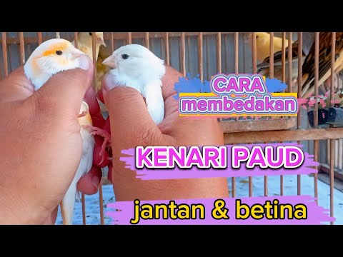 How to differentiate male and female paud canaries / local canaries, AF, F1 / Malang city