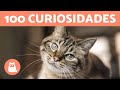 Curiosidades e Comportamentos dos Gatos