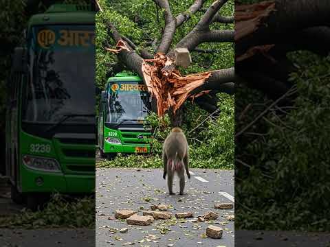 🐒 Monkey Becomes a Hero! Helps Break the Tree That Fell on the Bus 🚍🌳 #monkey #animals #shorts