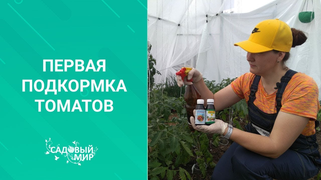 ПЕРВАЯ ПОДКОРМКА ТОМАТОВ. Когда ее делать и чем. Рекомендуем препараты