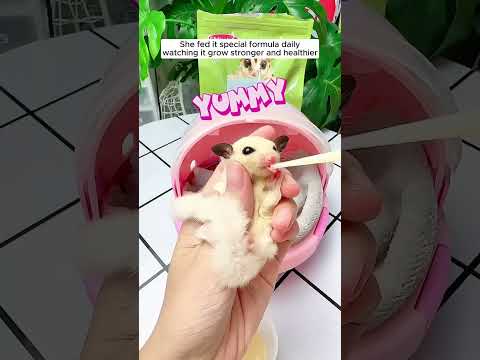 একটি ছোট্ট প্রাণী ও একজন মহিলার অসাধারণ বন্ধত্ব #shorts