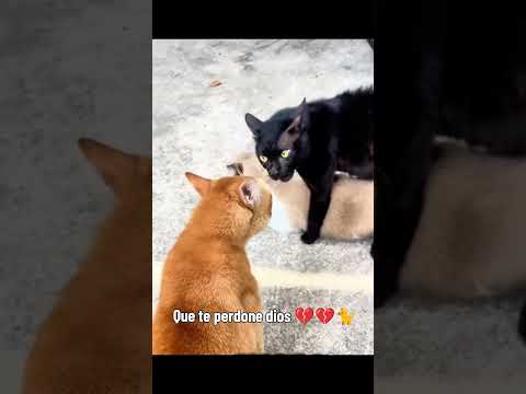 Que te perdone dios, yo no lo haré 💔🐈 #viral #gatos #cat #memes #michis #pets #humor #shortvideo