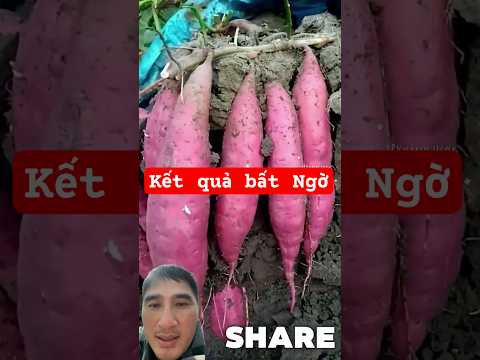 Trồng Khoai Năng Xuất Cao Tại Nhà .#nhàvườn #khoai