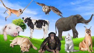 Sounds Of Wild Animals/ Familiar Animals - Elephant, Cow, Dog, Monkey, Cat