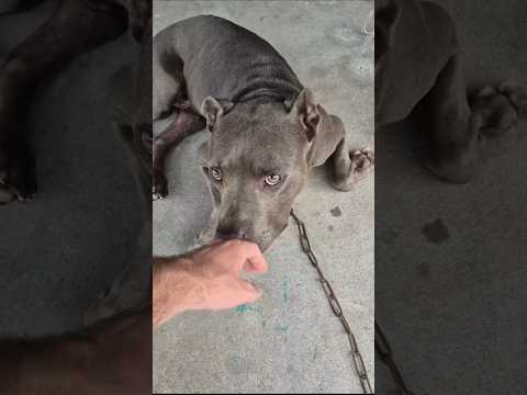 ce chien paraît calme mais son langage corporel dit tout le contraire !