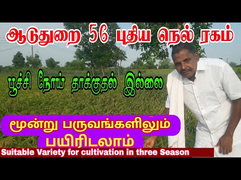 ஆடுதுறை 56 என்ற புதிய நெல் ரகம்