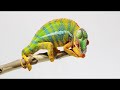 Chameleon Behavior and Biology
