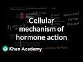 Exploring Hormone Action and Cellular Mechanisms