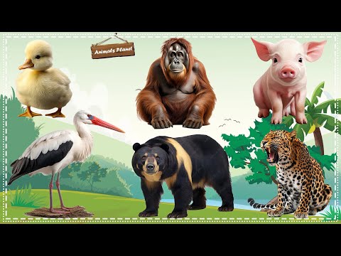 Animal Sounds and Funny Animal Videos: Duckling, Monkey, Stork, Sun Bear, Leopard