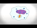 Macrophage Function and Response