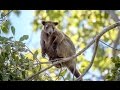 Tree Kangaroos: Understanding Their Behavior and Habitat