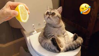 Los Videos de Perros y Gatos Más Divertidos 😹🐶 Parte 524