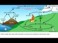 Exploring the Sulfur Cycle