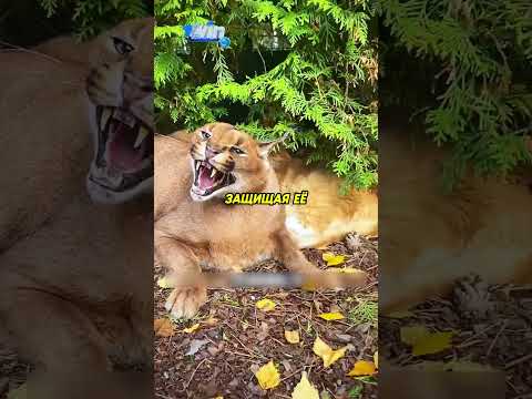 Каракал подружился с бездомной кошкой❤️ #животные #animals