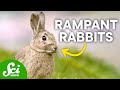 Invasive Species and Eradication Efforts