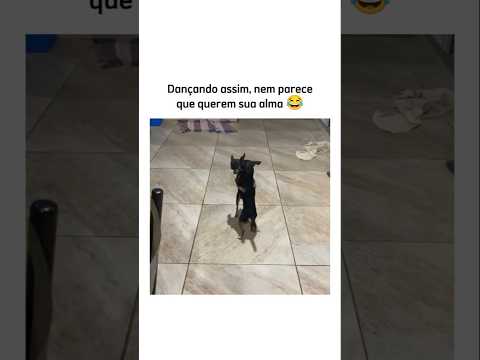 Se postou é porque tá vivo 😮‍💨 #animal #br #brasil #shortsvideo #cachorro #gato #animalshorts
