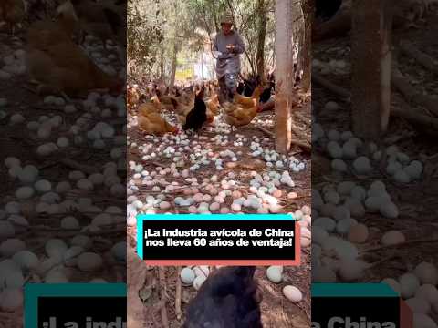 El secreto de que la industria avícola china esté 60 años por delante de nosotros! #funny #youtube