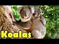 Koala Facts and Traits