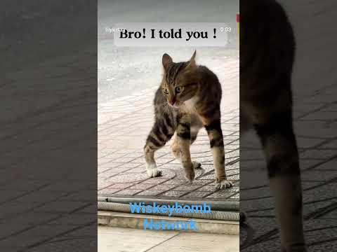 Cat is speaking gibberish to another cat, are they gonna fight