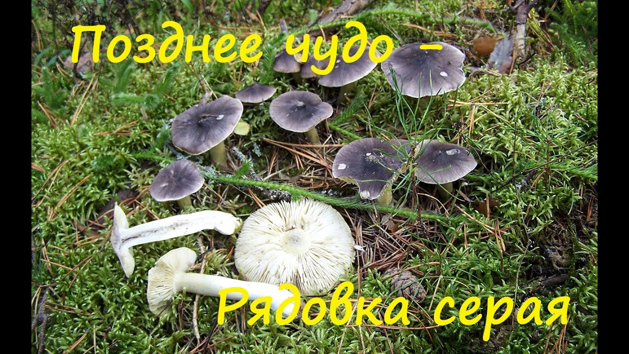 Позднее лесное чудо - Рядовка серая