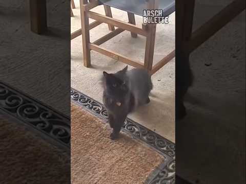 HERBERT UND DIE MAUS!๐น #shorts @ARSCHBULETTE #catshorts #katze #mouse #funny