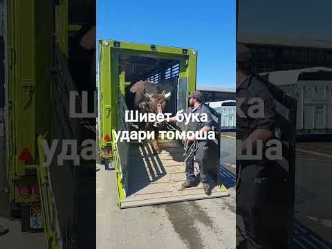 Шивет бука зури томоша