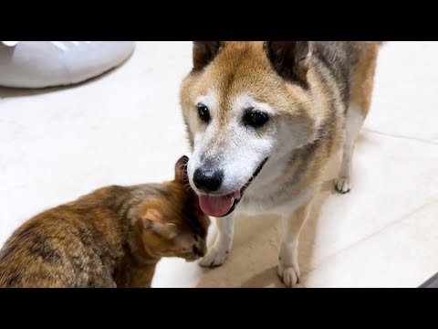 気にかけてくれる柴犬の優しさが嬉しかった猫がこうなりました