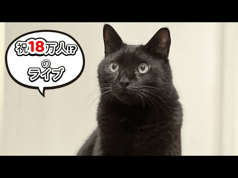 【祝１８万人！？】猫の雑談ライブ！