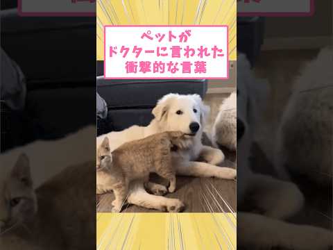 ペットがドクターに言われた衝撃的な言葉www #猫 #犬 #動物