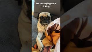 #pug #lounging I’m just laying here thinking 🤔