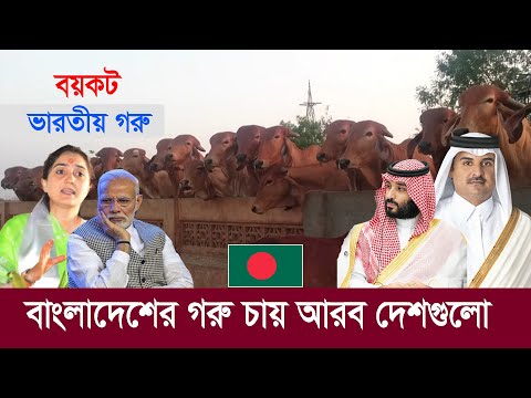 ভারতীয় গরু বয়কট আরব দেশে !! কপাল খুলেছে বাংলাদেশের !! Bangladesh is Leading in Cow Production