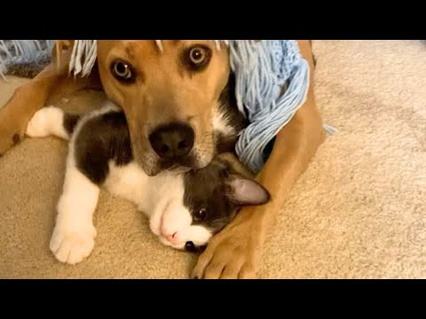 Gatito Tambaleante Se Propuso Conquistar A Su Hermano Perro