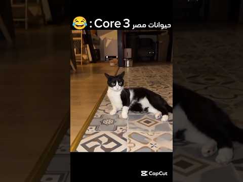 حيوانات مصر Core 3 : 😂(ايه يا صاوي)(قطط مصر)(فادي عضلات)(أم جاسر) #ضحك #shortvideo #funny #shorts