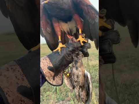 Harris eating #birds #eagle #birdhunting #eagles #eaglehunting #hunting #animals #eaglelovers #hunti