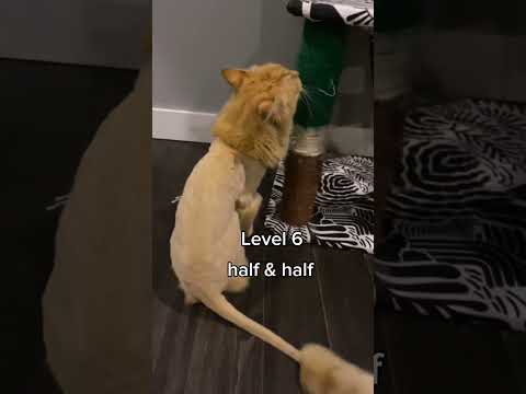 Watch These Cats Transform Into Ultimate Fluffballs! 😻 #CuteAnimals #FurryFriends #CatLovers #shock