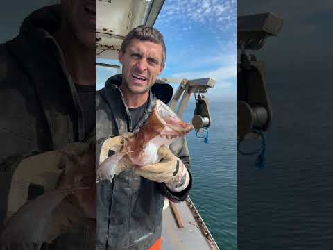 Creepiest fish in the ocean!