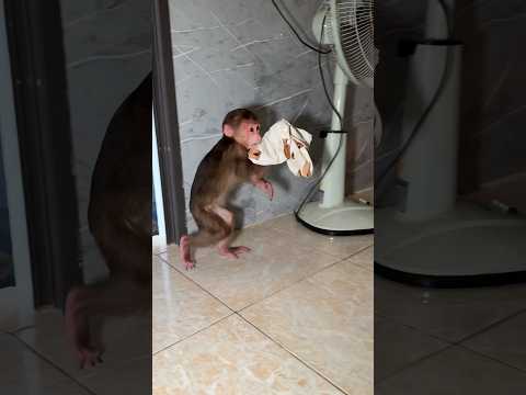 Part1 #cutepets #cute #monkey #cutemonkey #babymonkey #monekydluffy #trendingshorts #adorable #baby
