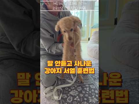 말 안듣는 성질쟁이 댕쪽이 강아지 훈련!