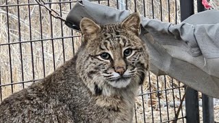 Rescuing a beautiful bobcat!