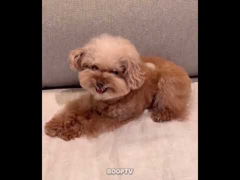Dogs vs Ice Cubes ๐ง๐ถ