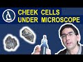 Exploring Body Cells Under the Microscope
