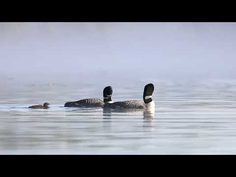 Loon Calls - Common Loons Calling Up Close