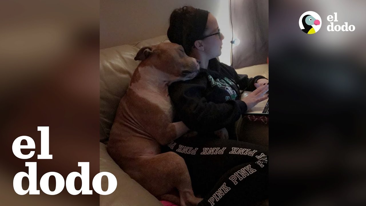 La foto de adopción de este perrito se volvió viral