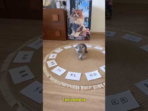 Bantu anak kucing memilih nama #shorts #kucing