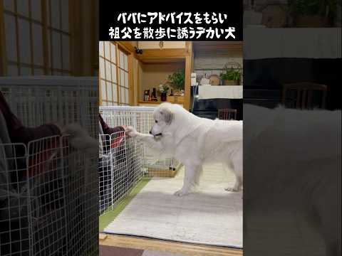 鉄壁の祖父を散歩に誘う愛犬　#greatpyrenees #グレートピレニーズ #大型犬 #大型犬のいる生活 #ゴールデンレトリバー #癒し #犬のいる生活 #可愛い #愛犬 #ペット