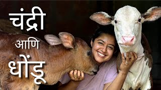 चंद्री आणि धोंडू | New Members in Family | Cattle | Kokan | Friendship Bond | 
