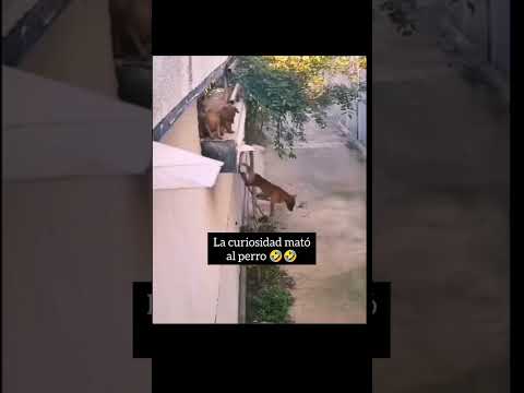 La curiosidad mato al perro 🤣🤣 #memes #humor #perros